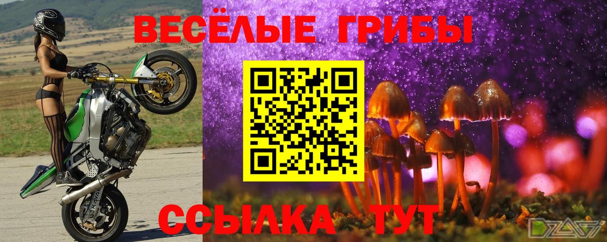 Галлюциногенные грибы Psilocybine cubensis Губкинский